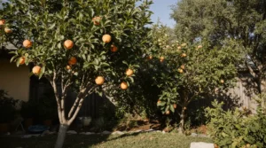 fruit trees to grow in florida