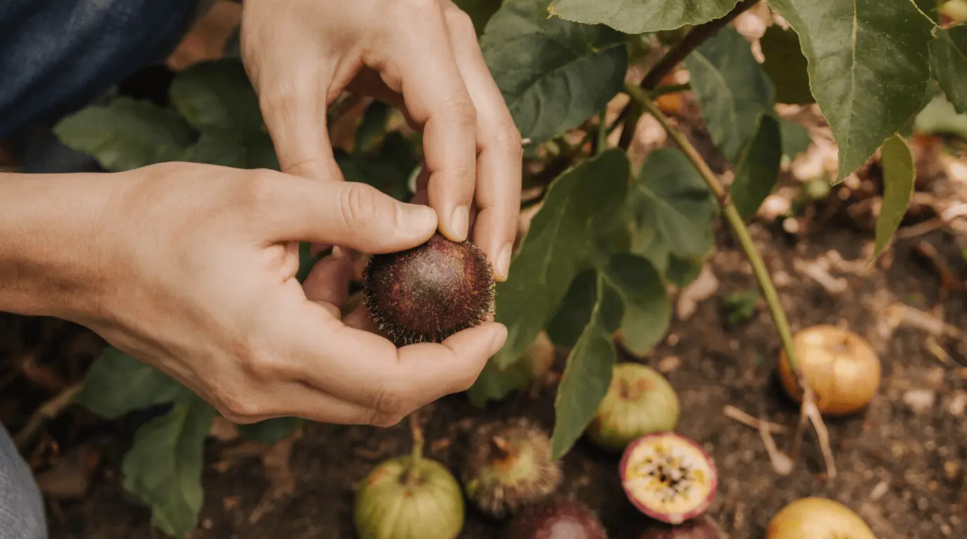 passion fruit harvest