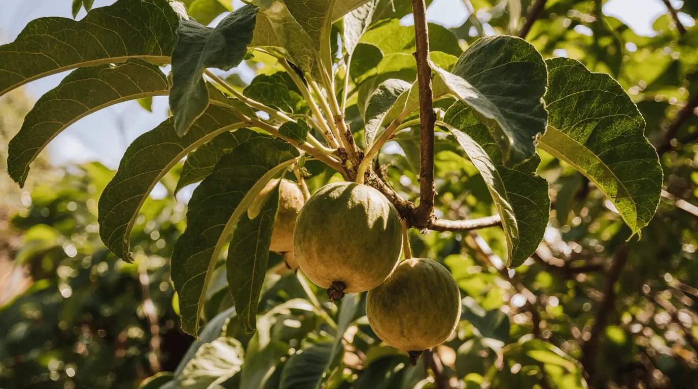 thai guava tree