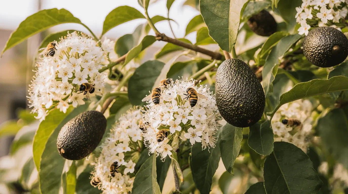 marcus pumpkin avocado tree