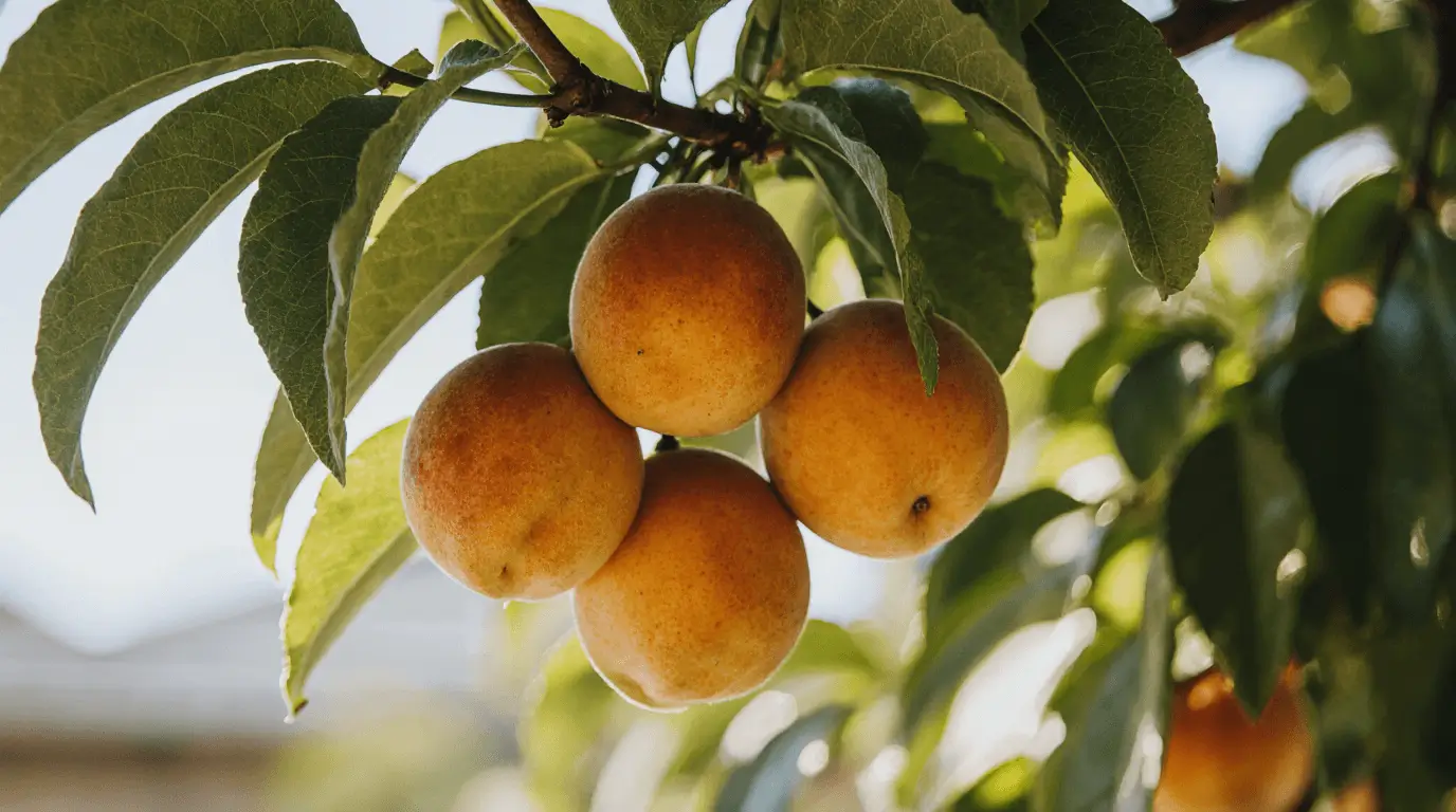 fruit trees to grow in florida