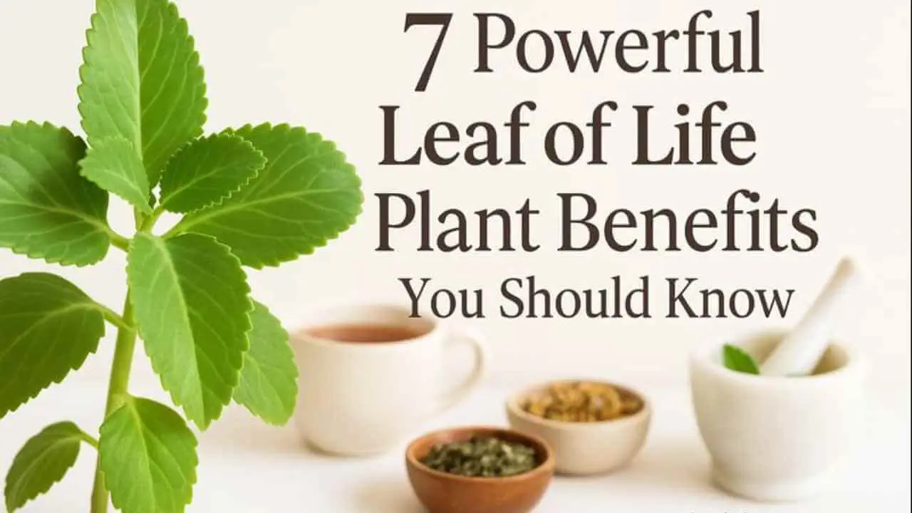 leaf of life plant benefits
