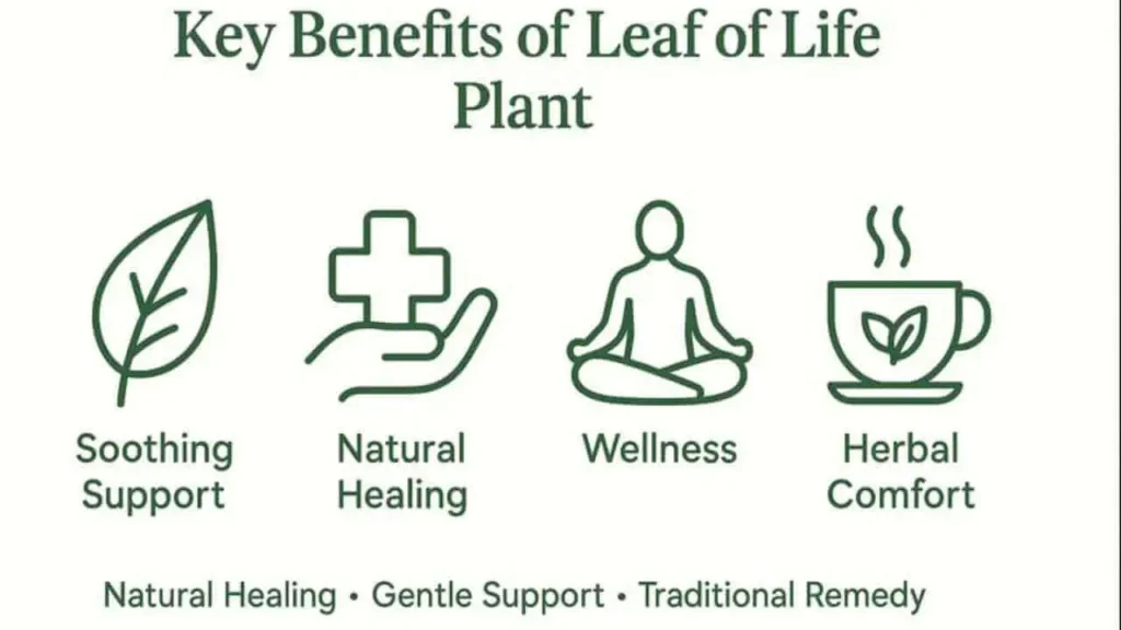 leaf of life plant benefits