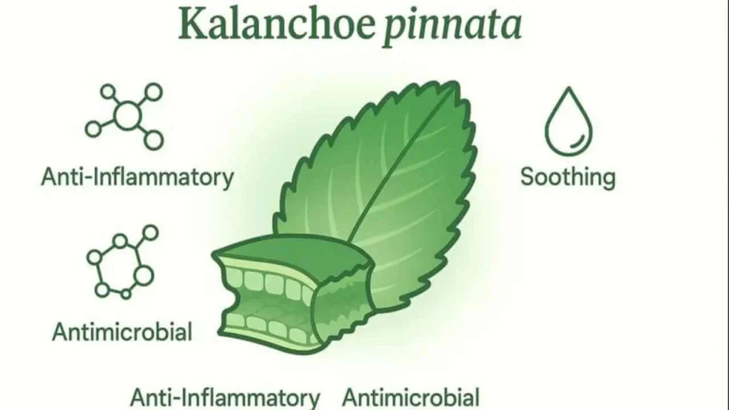 leaf of life plant benefits