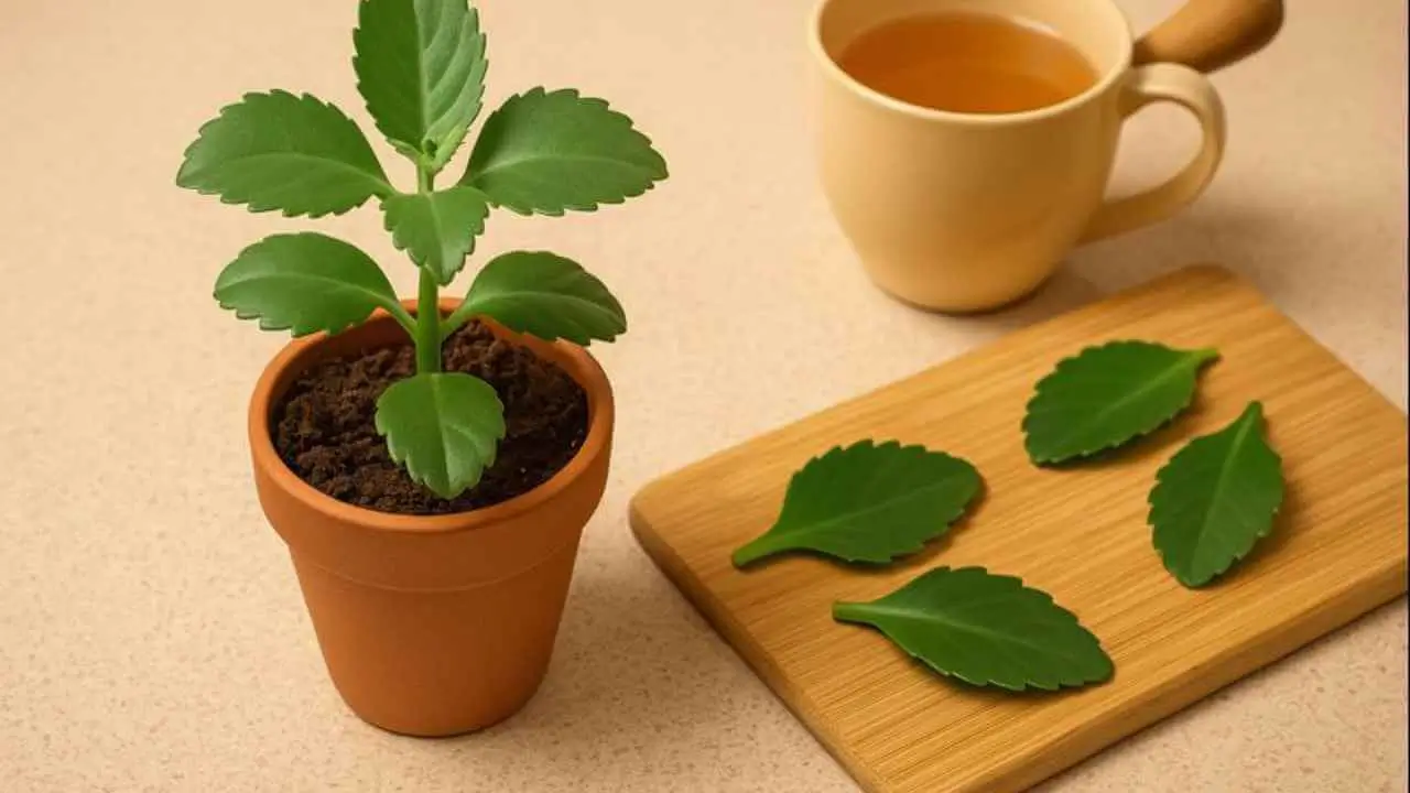 leaf of life plant benefits