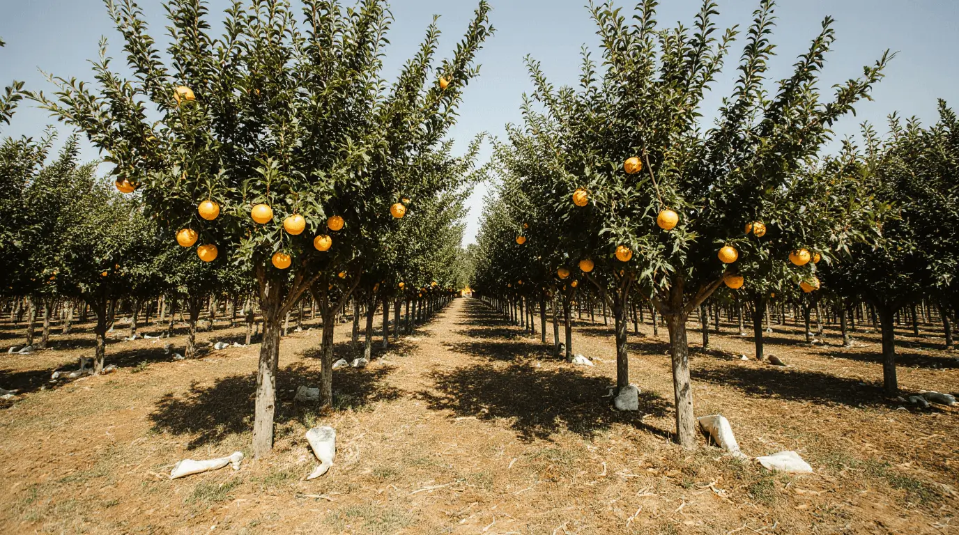 orange tree spacing