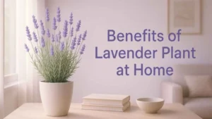 benefits of lavender plant at home