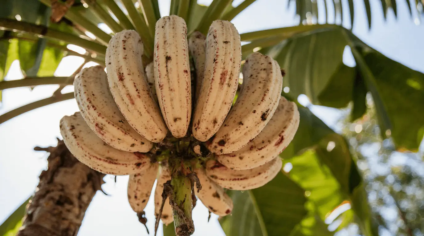 grow mysore bananas