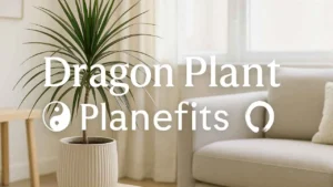 dragon plant benefits