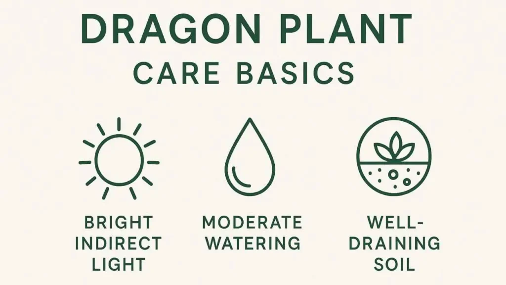 dragon plant benefits