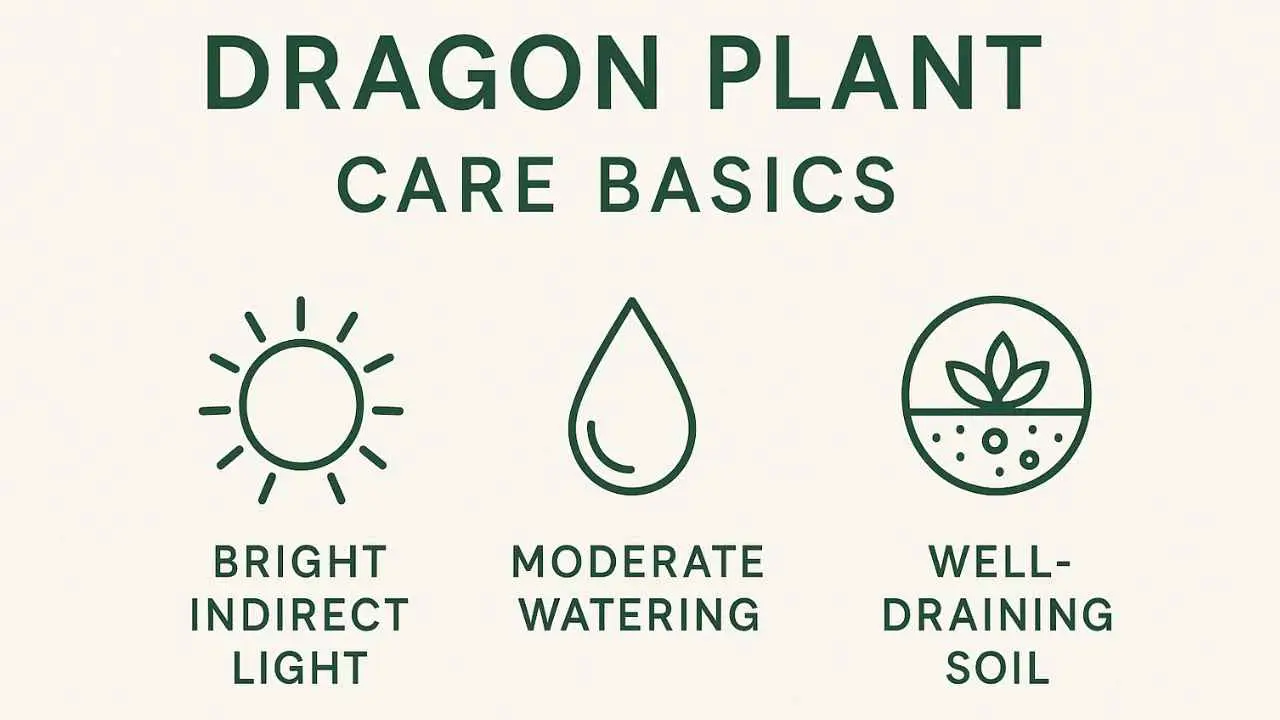 dragon plant benefits