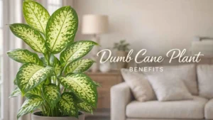 dumb cane plant benefits