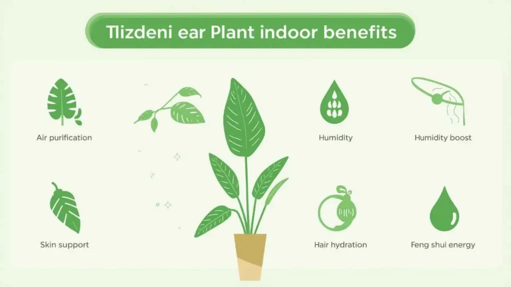 elephant ear plant indoor benefits