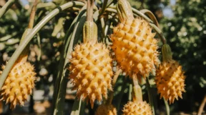 golden dragon fruit plant growing tips