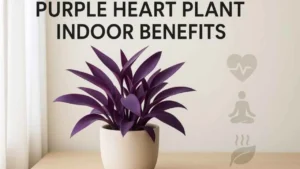 purple heart plant indoor benefits