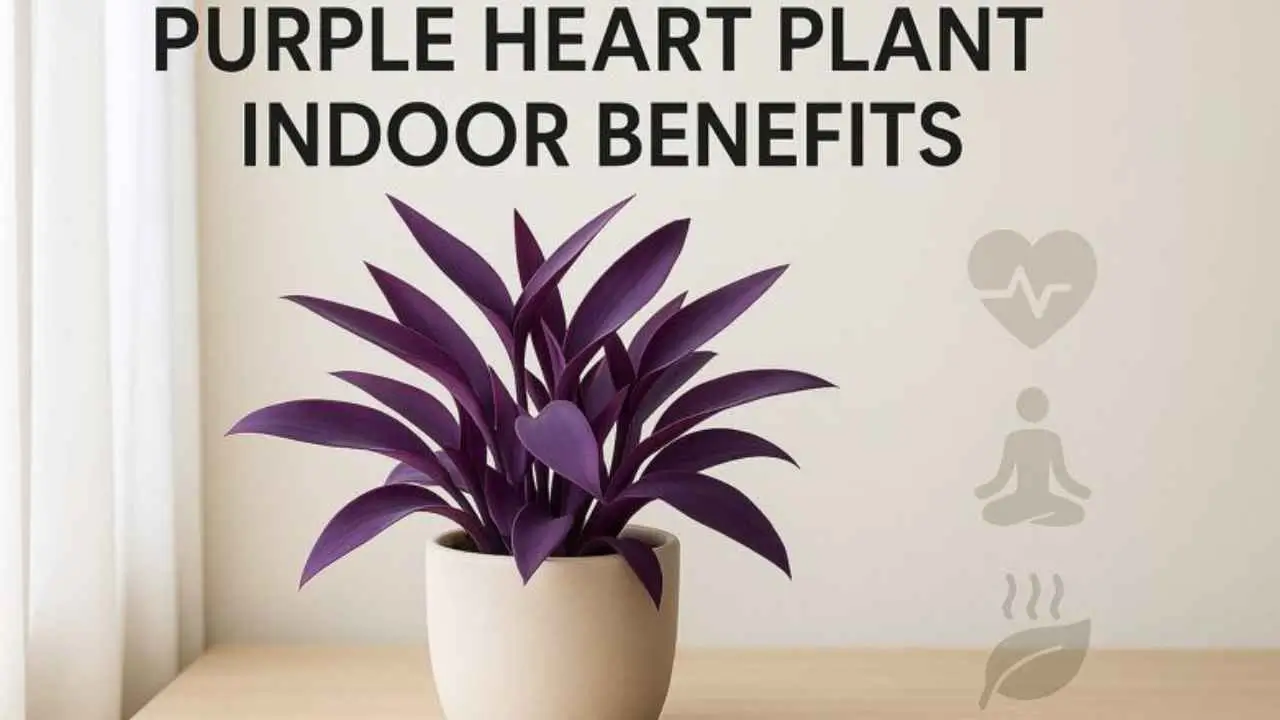 purple heart plant indoor benefits