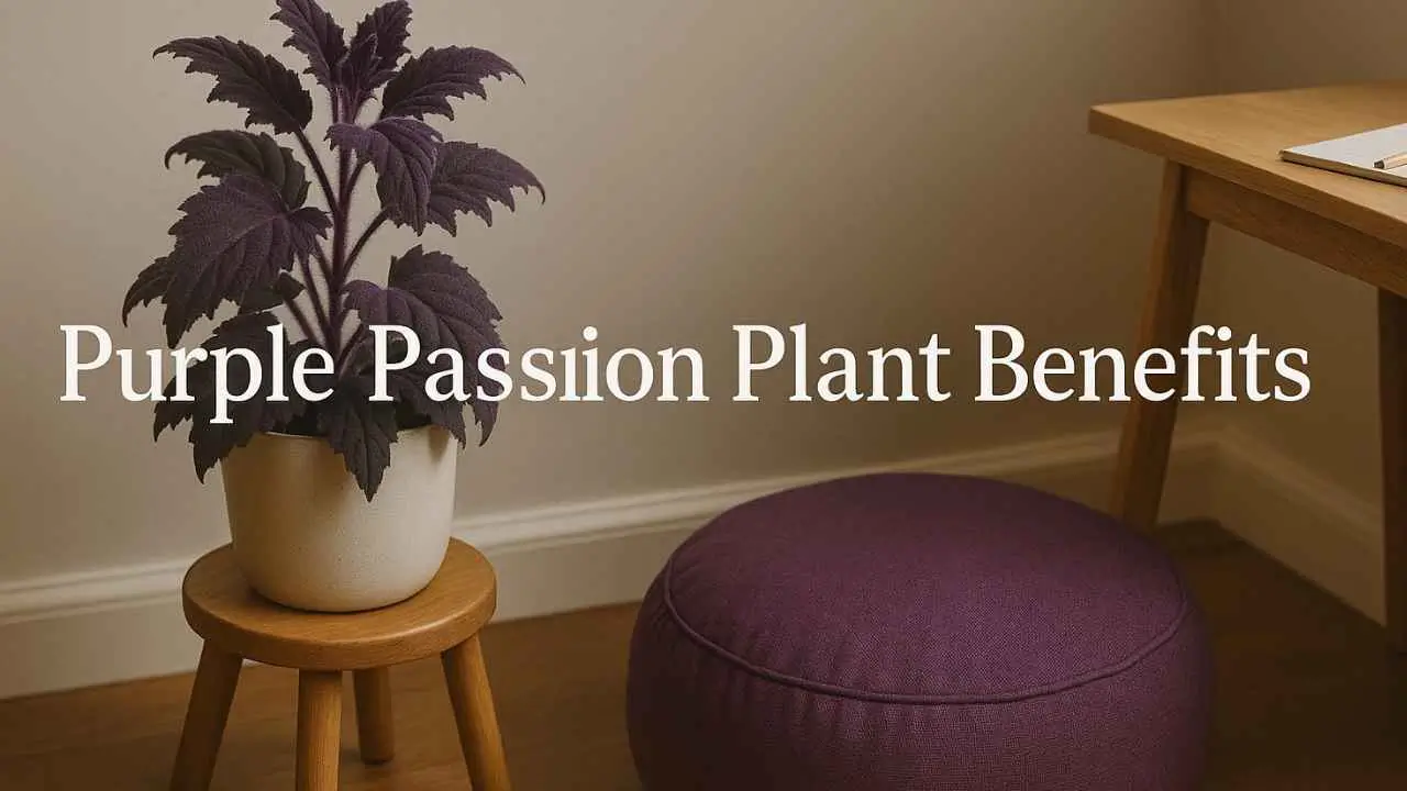 purple passion plant benefits