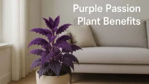 purple passion plant benefits