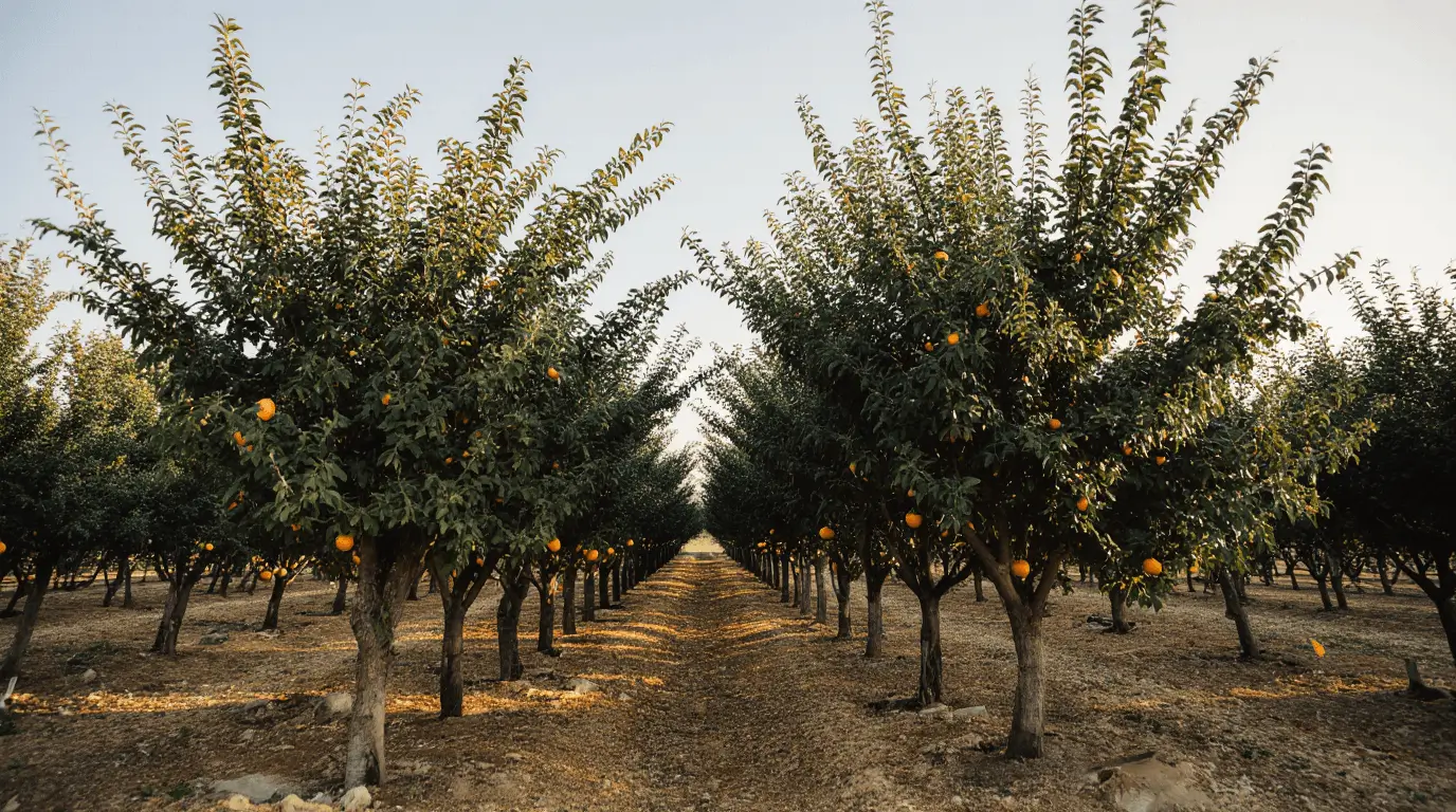 orange tree spacing