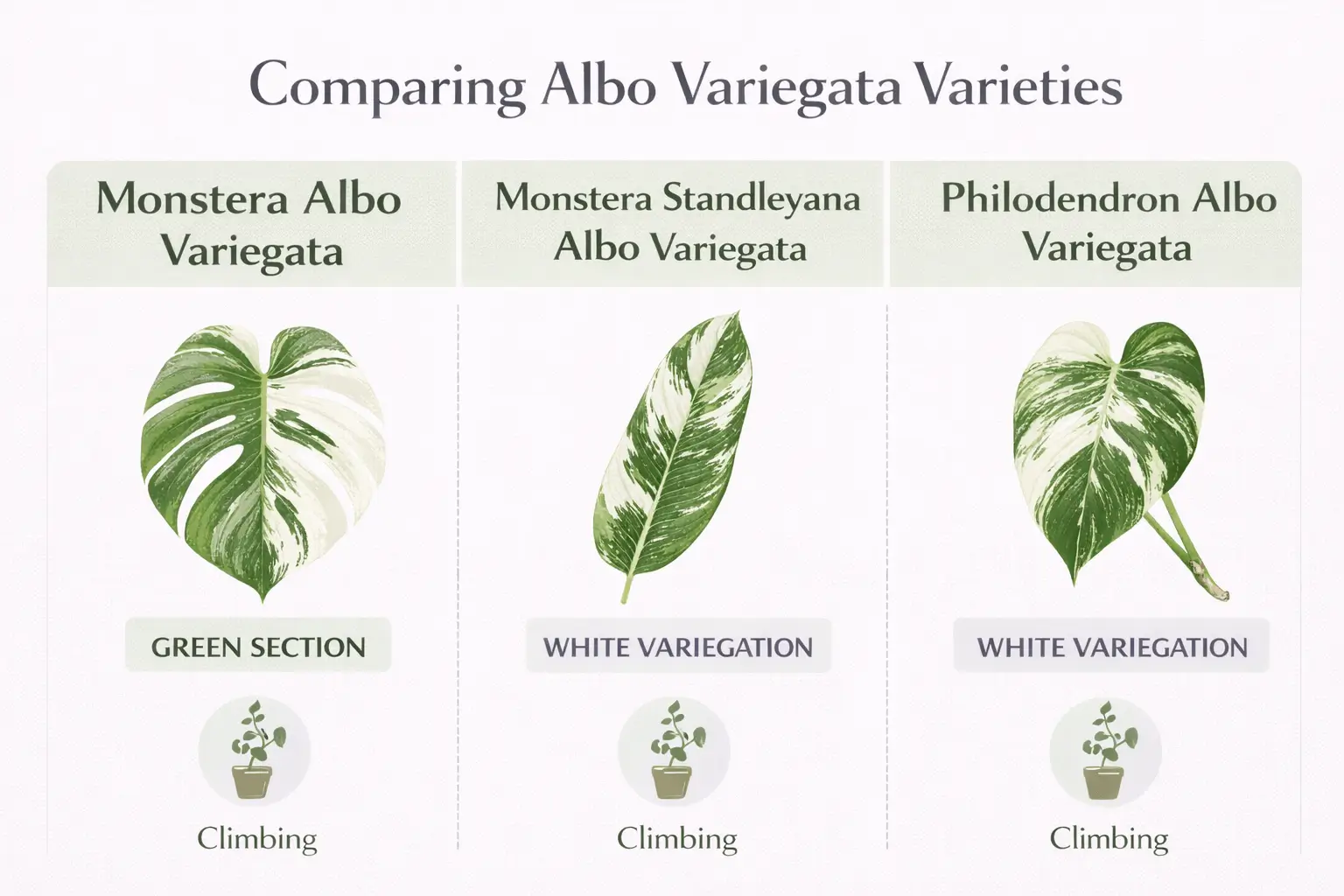albo variegata