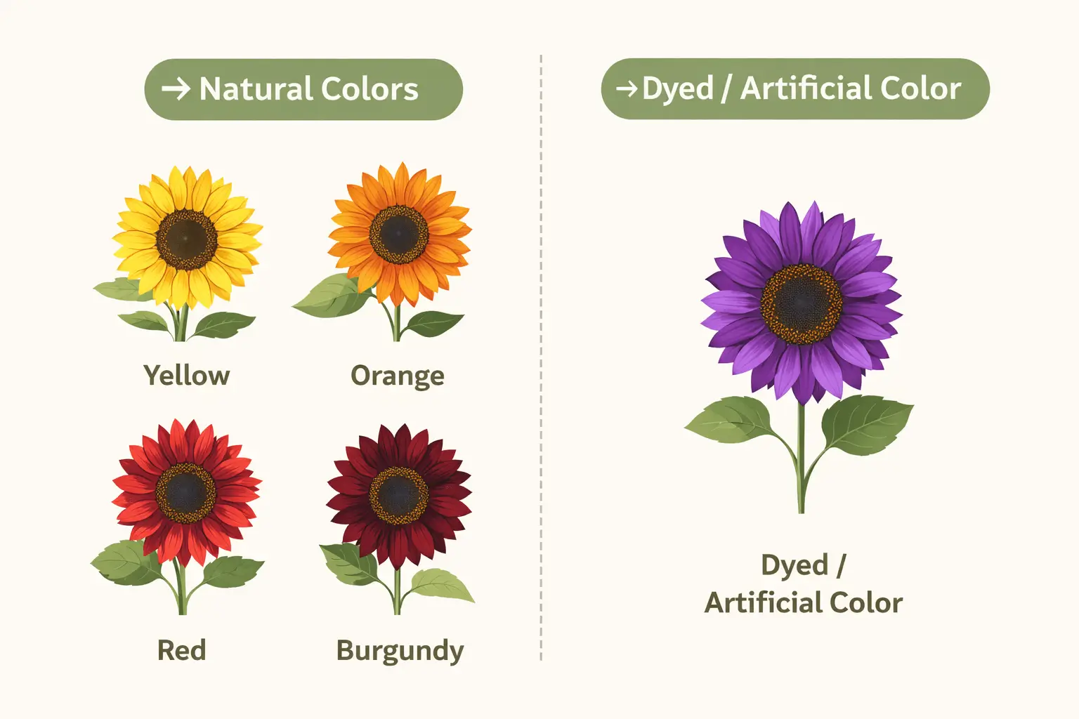 are there purple sunflowers