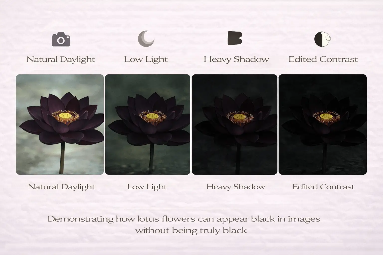 black lotus flowers