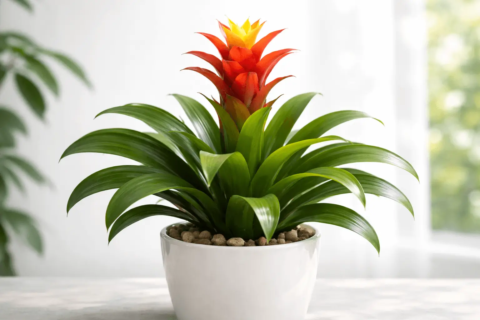 bromeliad benefits