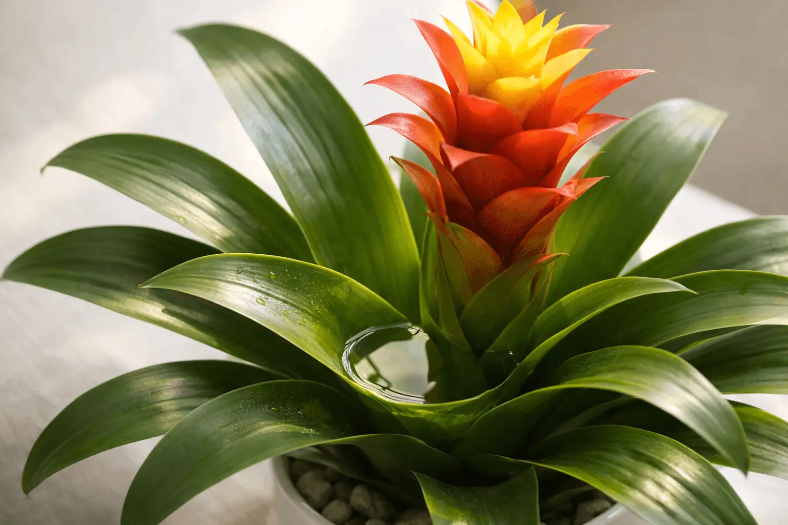 bromeliad benefits