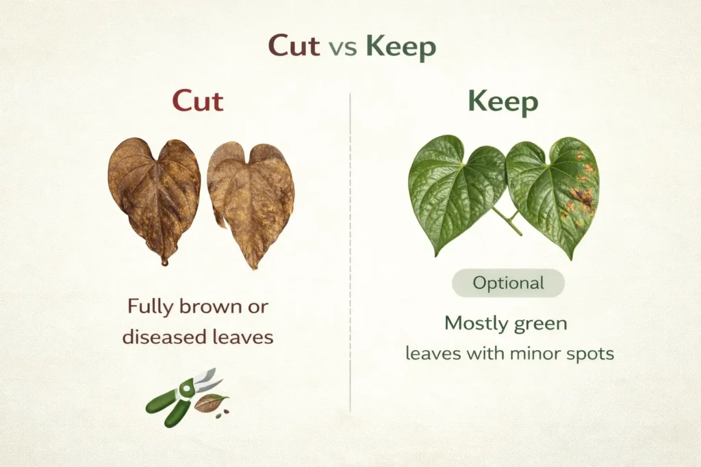 brown spots on anthurium leaves