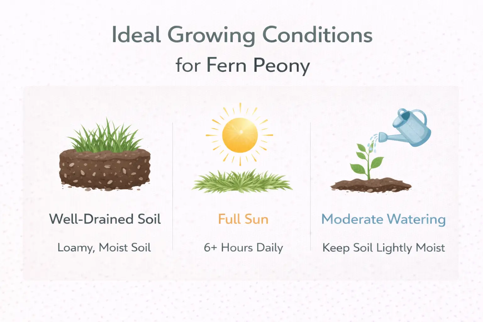 double fern leaf peony