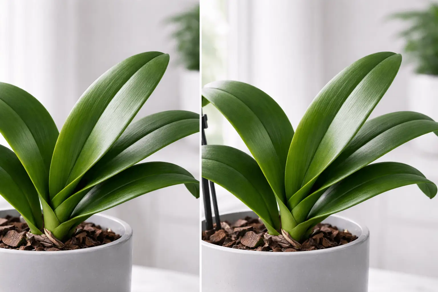 healthy orchid leaves