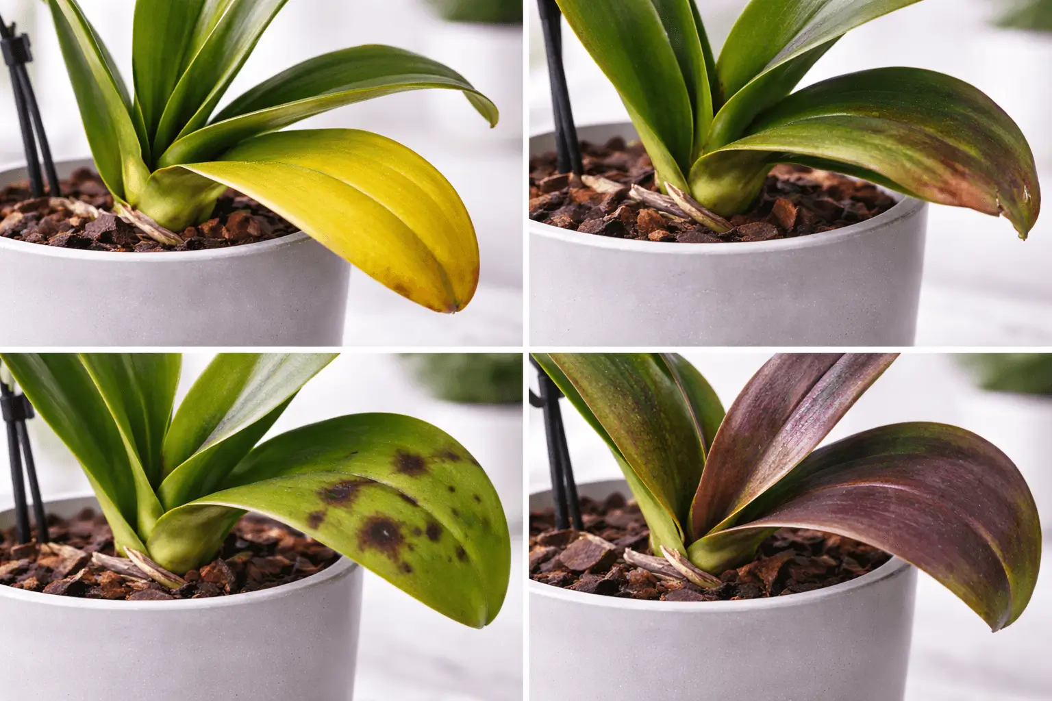 healthy orchid leaves