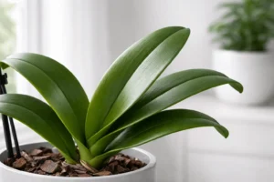healthy orchid leaves