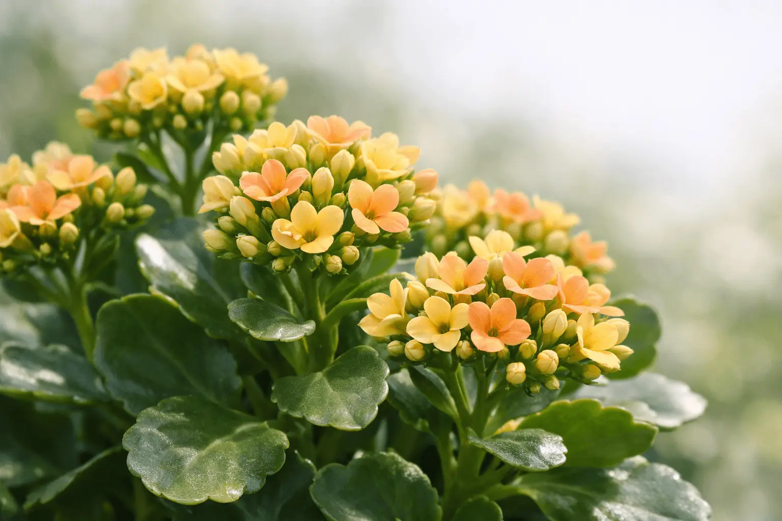 kalanchoe grandiflora
