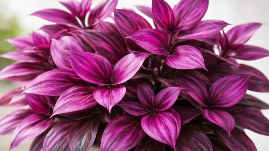 magenta plant benefits