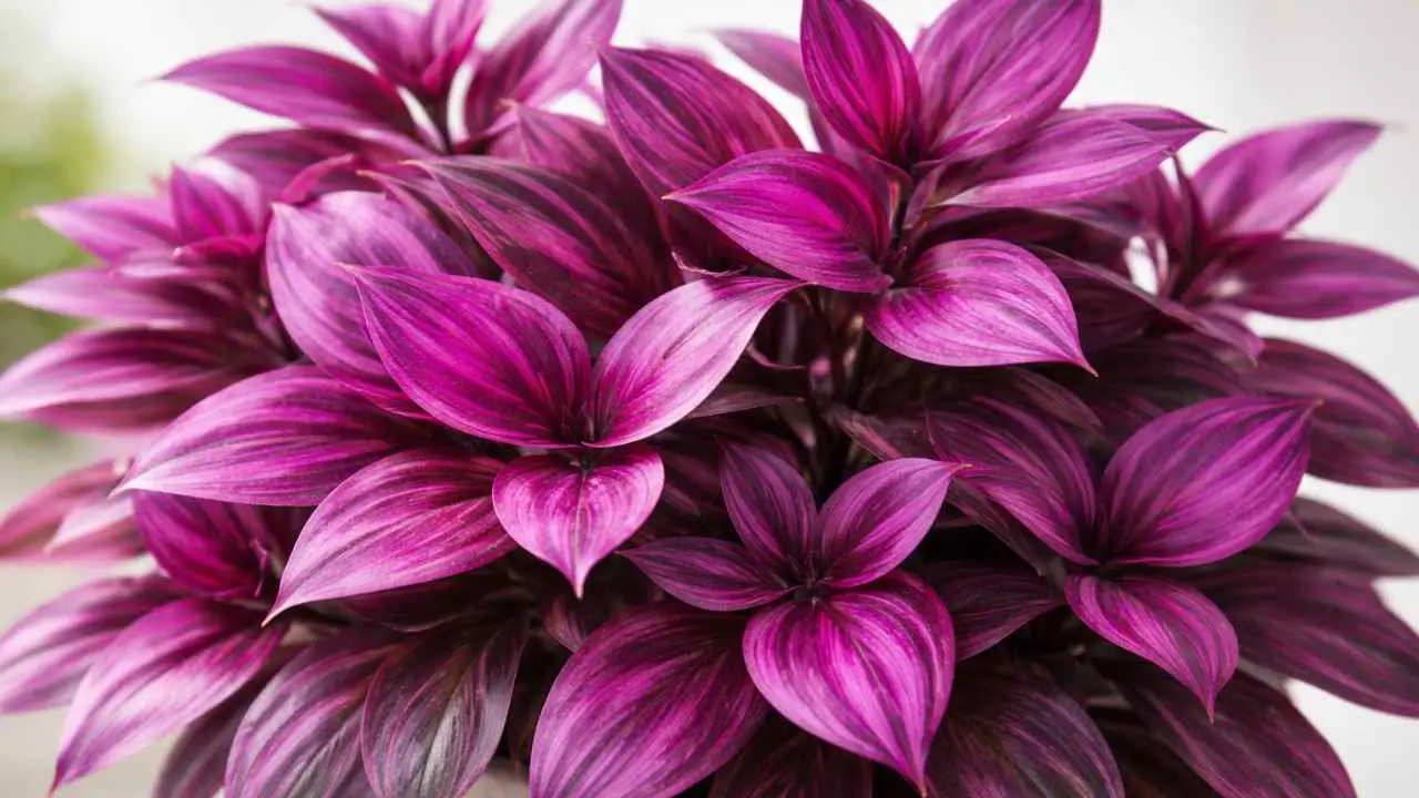magenta plant benefits