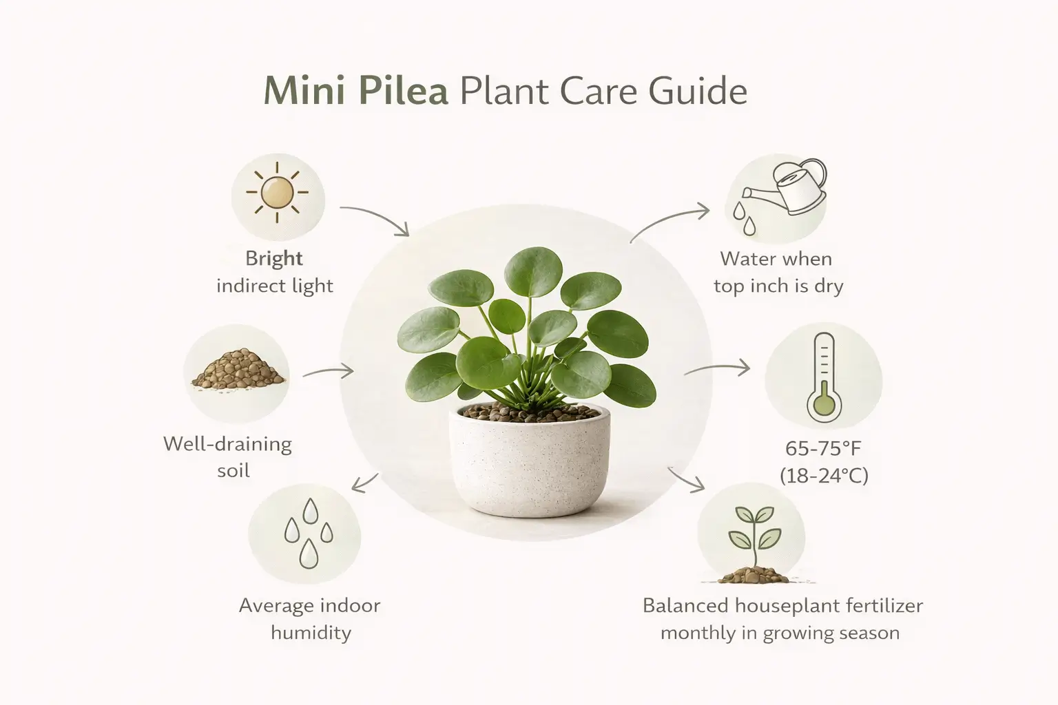 mini pilea plant care