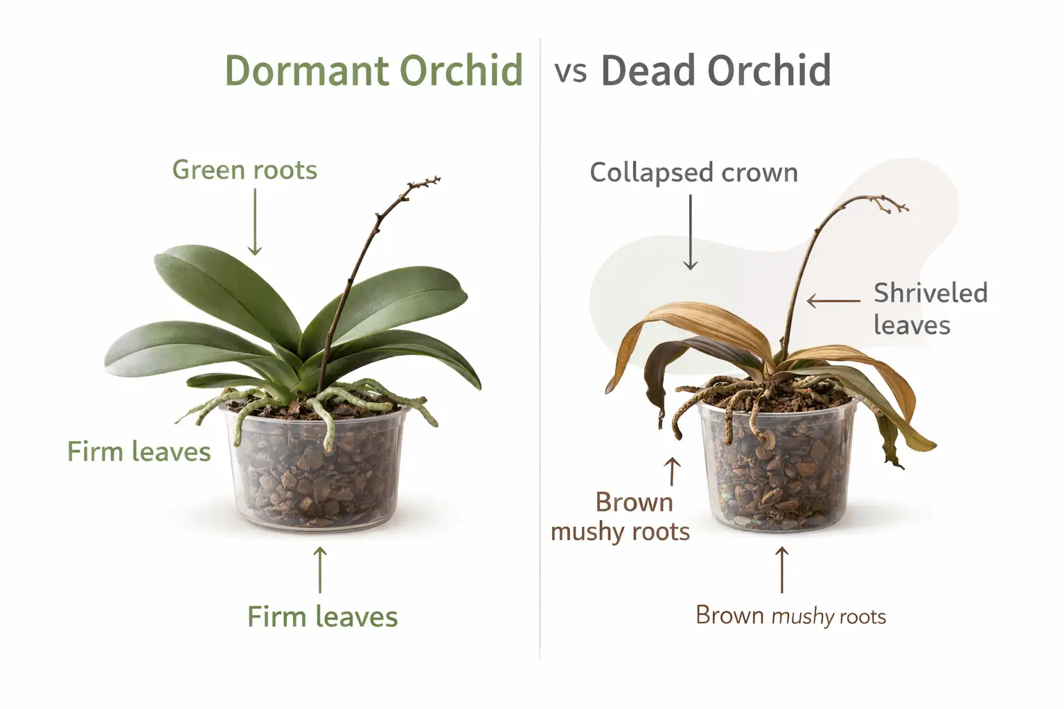 orchid dormancy