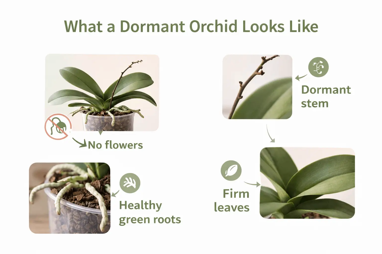 orchid dormancy