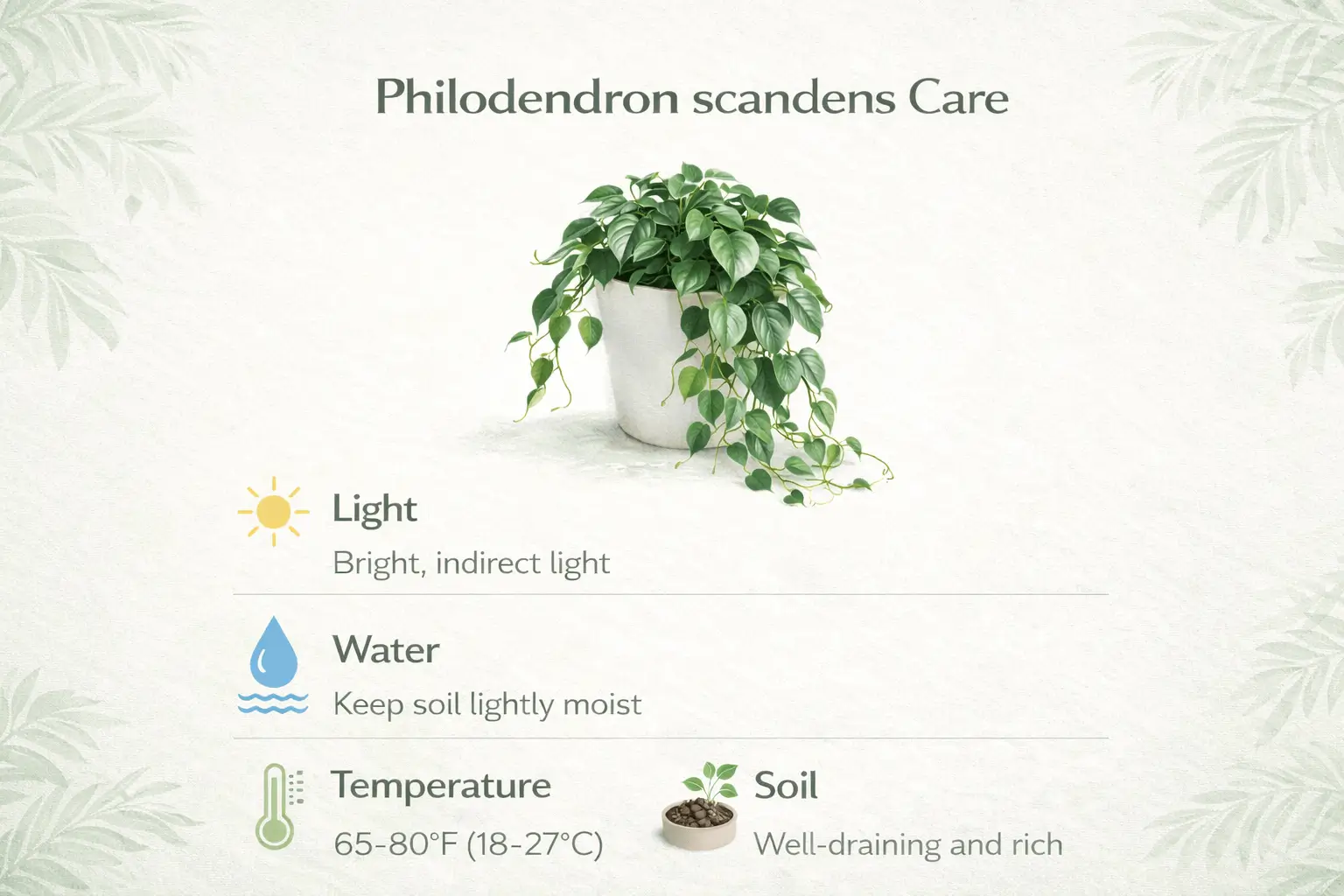 philodendron scanden
