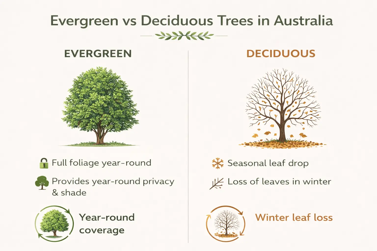 fast growing evergreen trees australia
