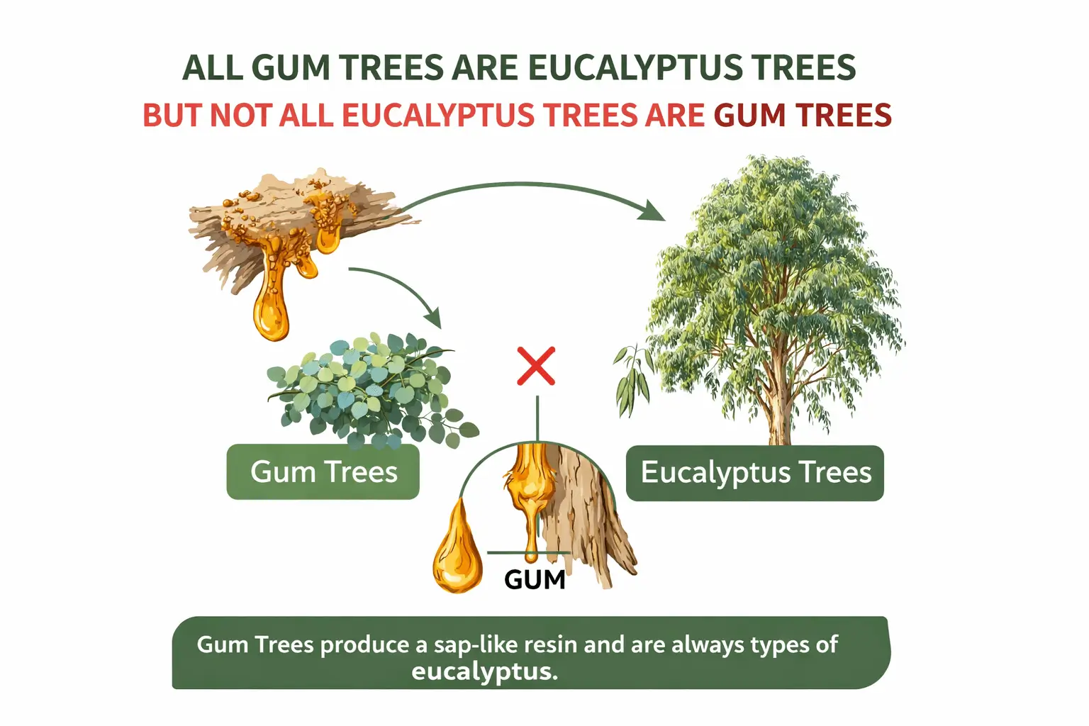 fast growing gum trees