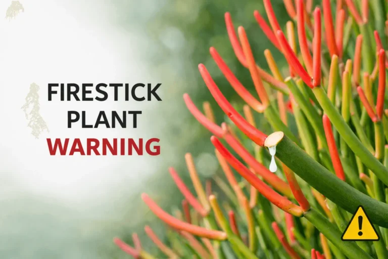 firestick plant warning
