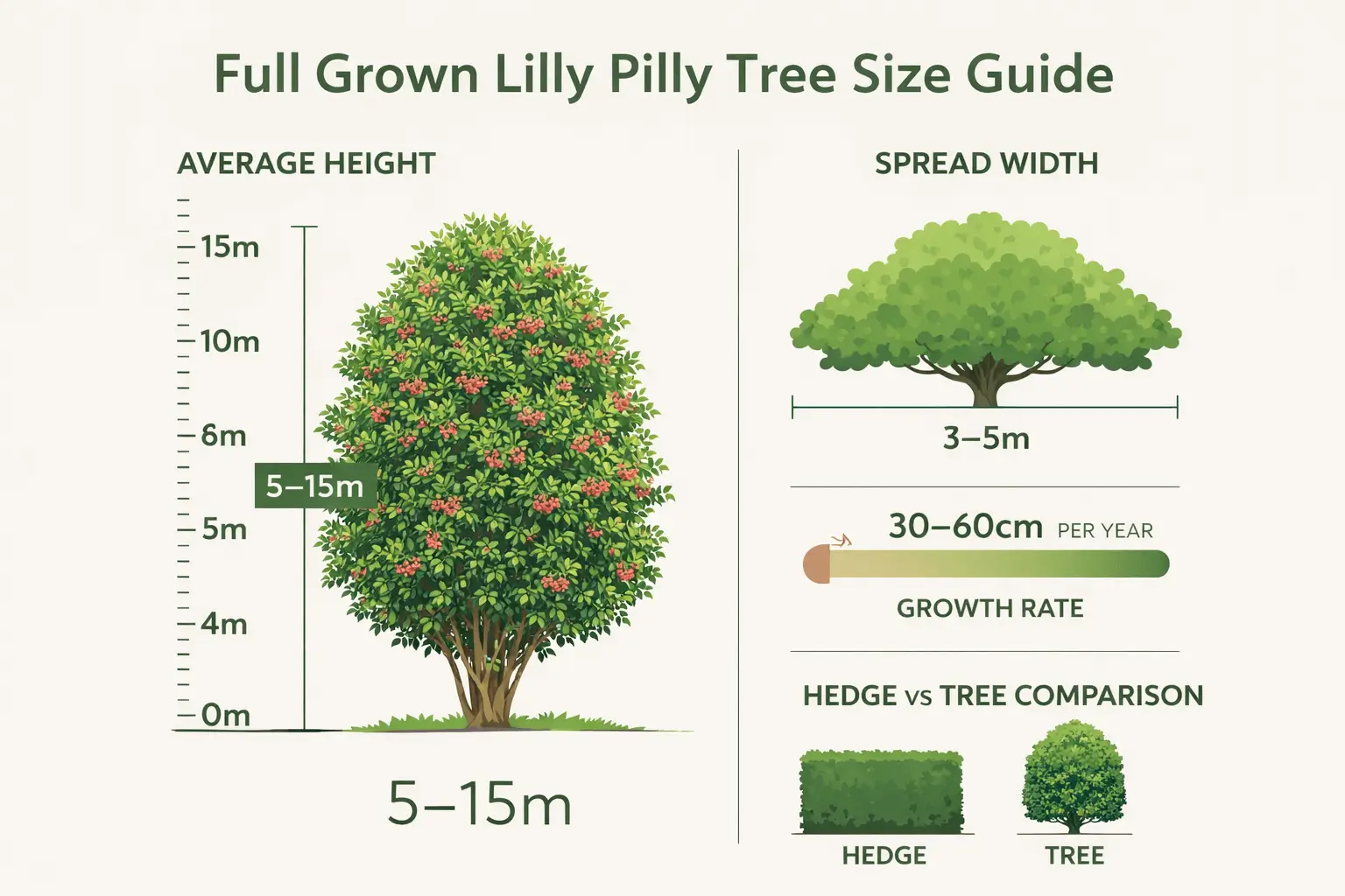 full grown lilly pilly tree