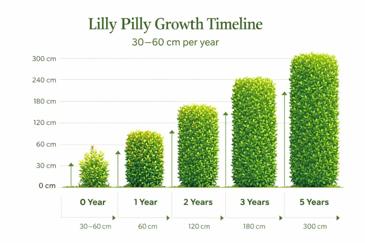 Infographic showing lilly pilly growth timeline from 0 to 5 years, highlighting average growth of 30–60 cm per year with height chart and hedge icons increasing annually in green gradient design.