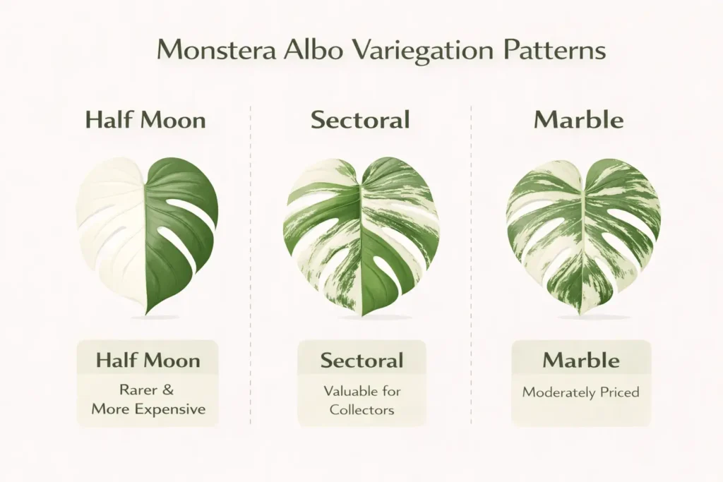 monstera albo variegata