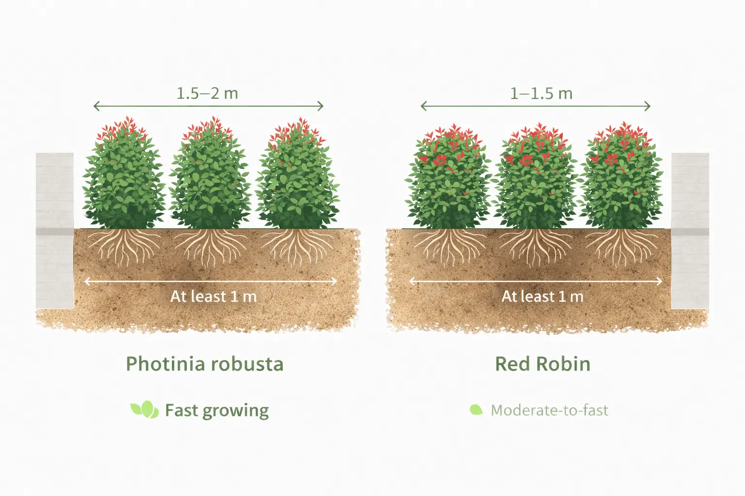 Photinia robusta and red robin hedge spacing infographic with root system and planting distance guide