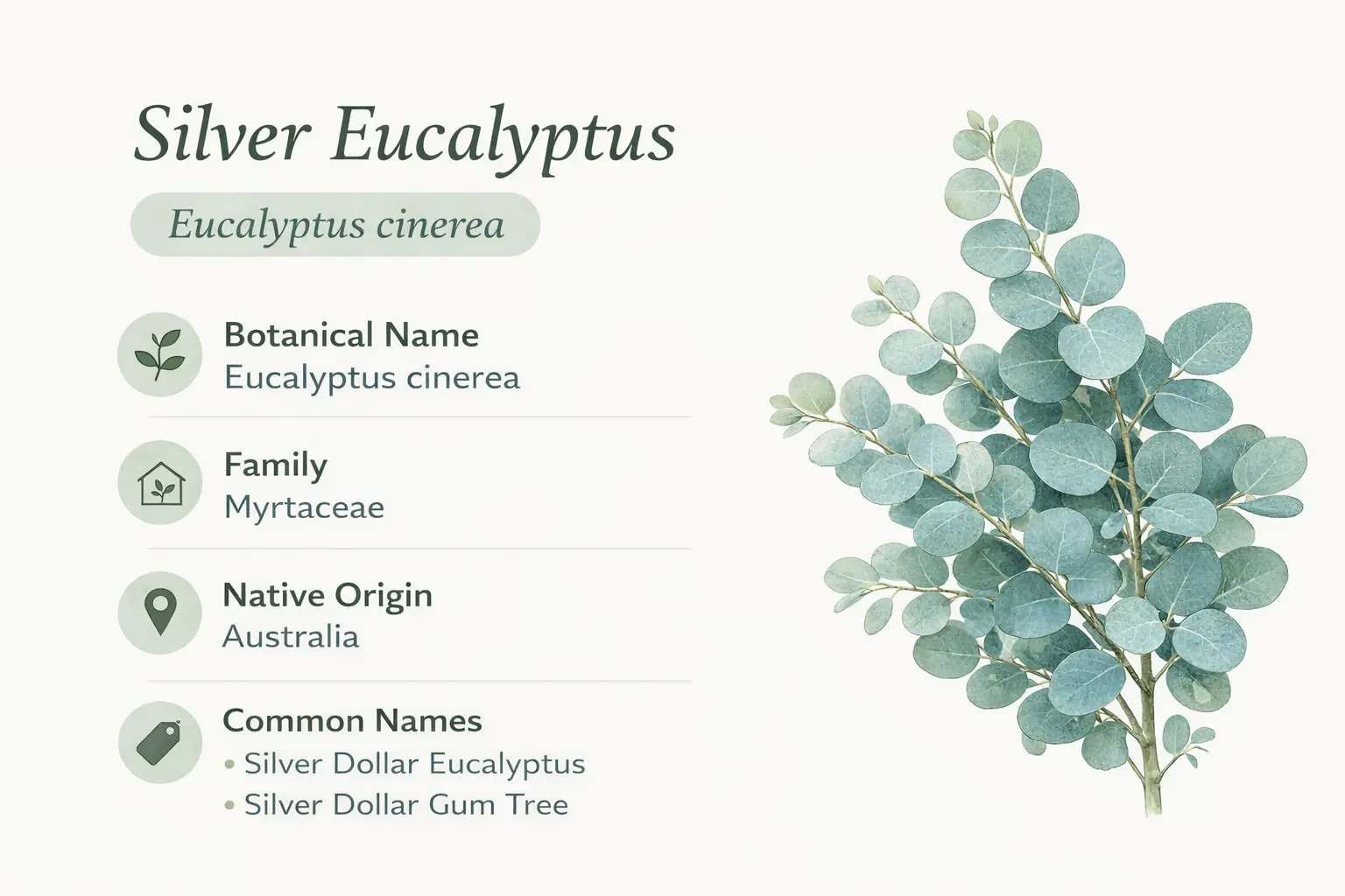 silver eucalyptus