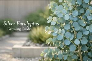 silver eucalyptus