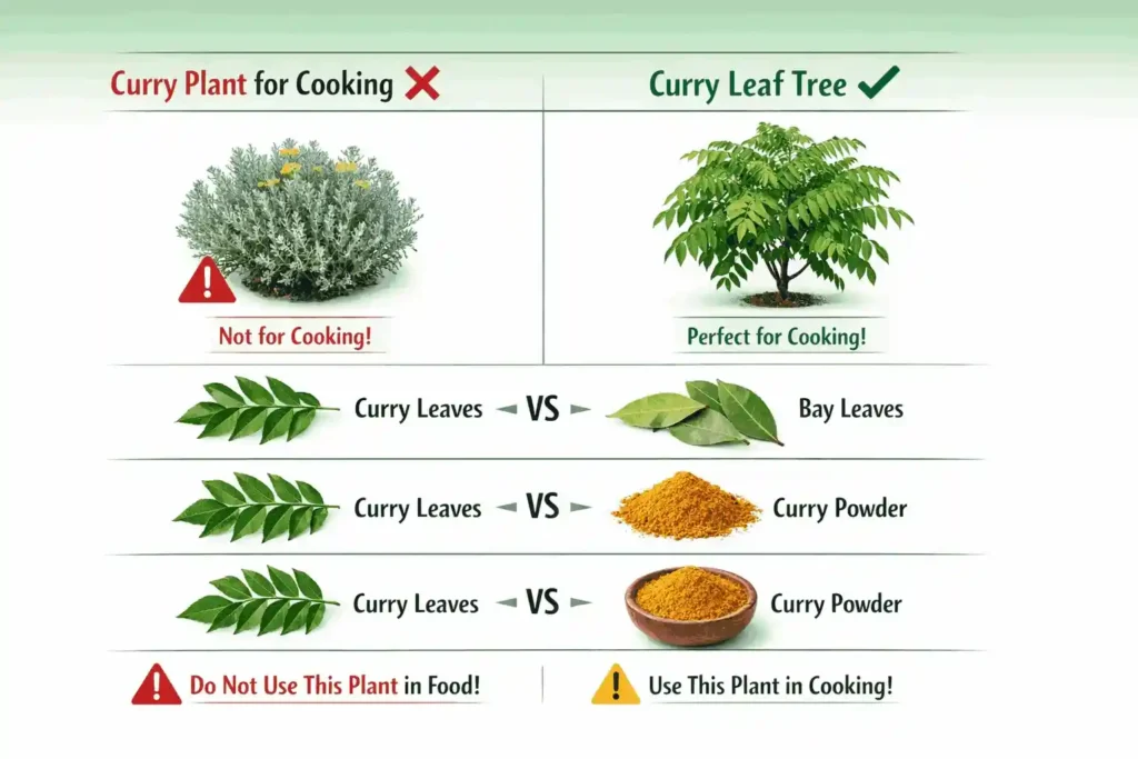 curry-leaves-vs-bay-leaves